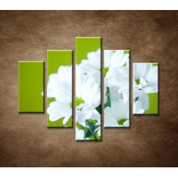 Obrazy na stenu - Biele chryzantémy - 5dielny 100x80cm