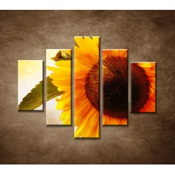Obrazy na stenu - Letná slnečnica - 5dielny 100x80cm