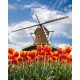 Fototapeta - Mlyn s tulipánmi