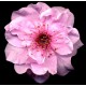 Fototapeta - Kvet čerešne