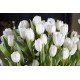 Fototapety - Biele tulipány
