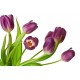 Fototapety - Fialové tulipány