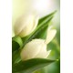 Fototapeta - Rosa na tulipáne