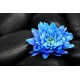 Fototapety - Modrý kvet na kameňoch
