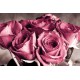 Fototapety - Kytica ruží
