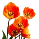 Fototapeta - Oranžové tulipány