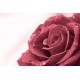Fototapeta - Ruža s rosou