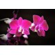 Fototapety - Ružová orchidea