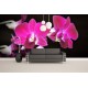 Fototapeta - Ružová orchidea