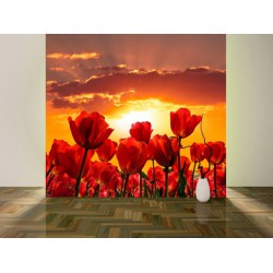Fototapety - Západ slnka nad tulipánmi