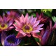 Fototapeta - Lotosové kvety