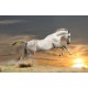 Fototapeta - Kôň pri západe slnka