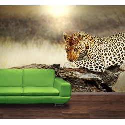 Fototapety - Odpočívajúci leopard