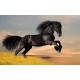 Fototapety - Skákajúci kôň
