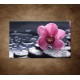 Obraz na stenu - Ružová orchidea na kameni
