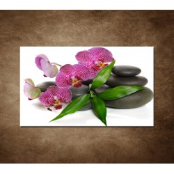Obraz na stenu - Orchidea na kameňoch