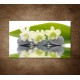 Obraz na stenu - Biele kvety na kameňoch
