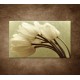 Obraz na stenu - Kytica tulipánov