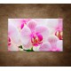 Obraz na stenu - Ružová orchidea