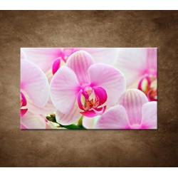 Obraz na stenu - Ružová orchidea