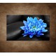 Obraz na stenu - Modrý kvet na kameňoch