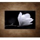Obraz na stenu - Kvet magnólie