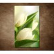 Obraz na stenu - Rosa na tulipáne