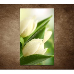 Obraz na stenu - Rosa na tulipáne