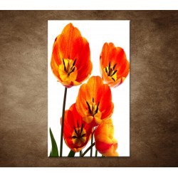 Obraz na stenu - Oranžové tulipány