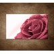 Obraz na stenu - Ruža s rosou