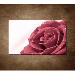 Obraz - Ruža s rosou