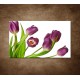 Obraz na stenu - Fialové tulipány