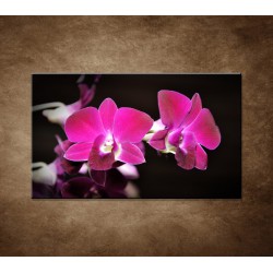 Obraz na stenu - Ružová orchidea na čiernom pozadí