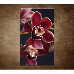 Obraz - Bordová orchidea