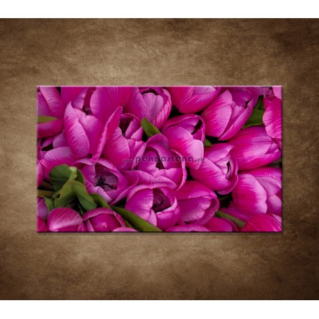 Obraz na stenu - Krásne tulipány