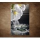 Obrazy na stenu - Biely kvet nad vodou