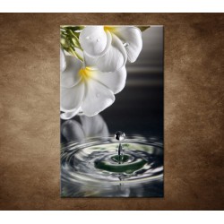 Obraz - Biely kvet nad vodou