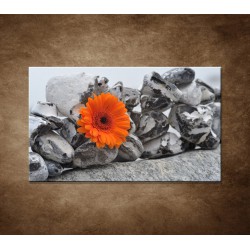 Obraz na stenu - Oranžová gerbera a kamene