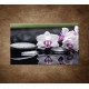 Obrazy na stenu - Ružová orchidea a kamene