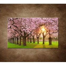 Obrazy na stenu - Kvitnúce čerešne