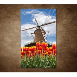 Obrazy na stenu - Mlyn s tulipánmi