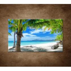 Obrazy na stenu - Pláž s palmou