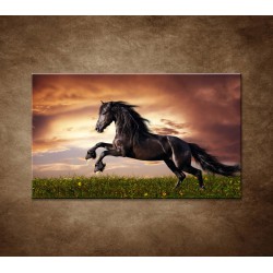 Obrazy na stenu - Čierny kôň