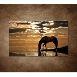Obrazy na stenu - Kôň pri jazere