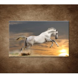 Obrazy na stenu - Kôň pri západe slnka