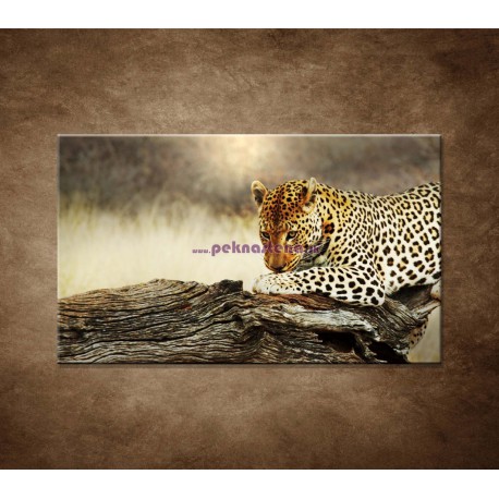 Obrazy na stenu - Odpočívajúci leopard
