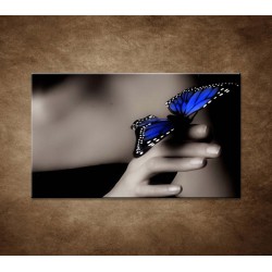 Obraz - Modrý motýľ