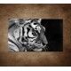 Obrazy na stenu - Tiger - detail