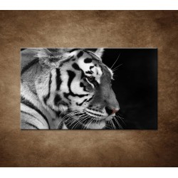 Obraz - Tiger - detail