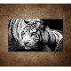 Obrazy na stenu - Sibírsky tiger